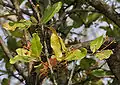 Ixora pavetta