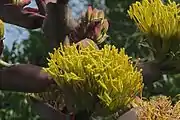 Detail of the flowers