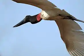 In flight over the Pantanal, Brazil