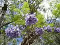 Jacaranda mimosifolia