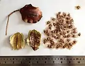 Jacaranda seeds