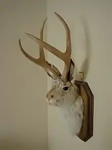 Jackalope