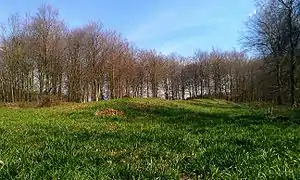 A round earth tumulus in a grassy clearing in a wood