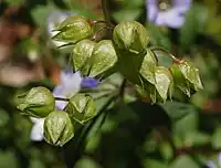 Oval seed pods enclosed in green calyces