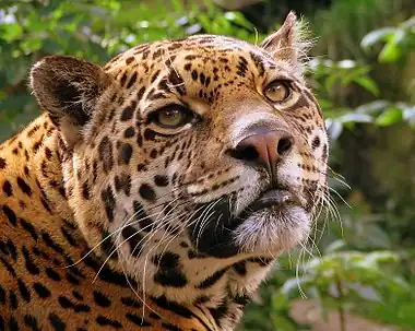 Jaguar sitting, resting