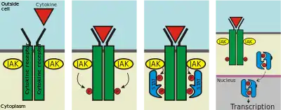 Key steps of the JAK-STAT pathway