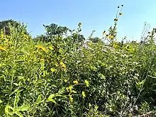 James_Woodworth_Prairie_Preserve