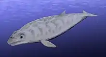 Image 36Restoration of Janjucetus hunderi (from Baleen whale)