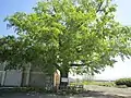 Japanese Elm at Oyafuru, Ishikari, Hokkaido (2020)