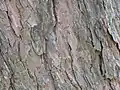 Bark on the tree's trunk