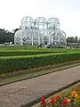 Colored varieties used as ornamental plant in the Botanical Garden of Curitiba, Southern Brazil