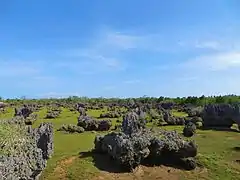 The coral garden at low tide.