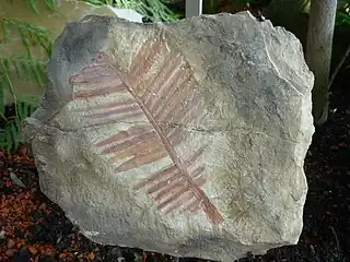 Fossil leaves of Zamites feneonis