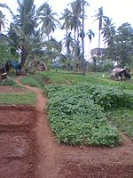 Farm in the middle of the city at Jayanagar