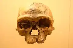 Jebel Irhoud 1. Homo sapiens, dated close to 300,000-315,000 years old