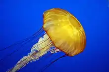 Pacific sea nettle ("Chrysaora fuscescens")