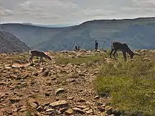 Caribou grazing on top of a mountain.