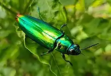 Chrysochroa fulminans from Mindanao, Philippines