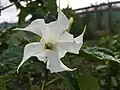 Jimsonweed flower