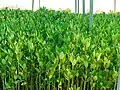 Mangrove tree nursery