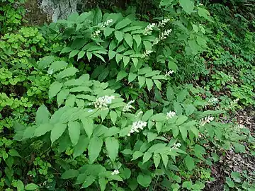 Blooming on roadside