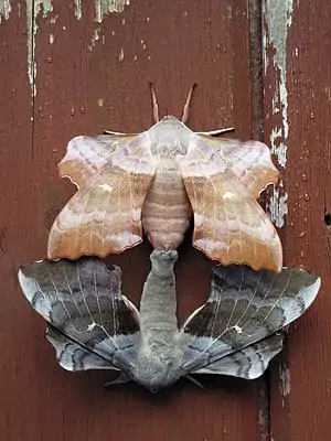 Mating pair of Laothoe populi, or poplar hawkmoths, showing two different color variants