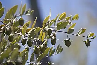 Jojoba fruits