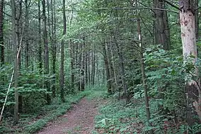 A path leads through a green forest