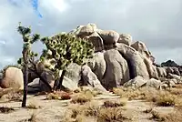 Joshua trees and a rock formation