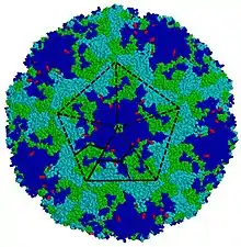 Enterovirus A71 capsid coloured by chains