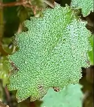 Top side of leaf