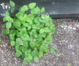 Jovellana sinclairii