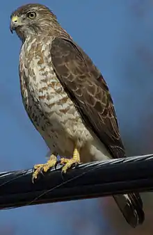 A hawk, brown with mottled breast and yellow feet, stands ready