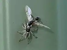 Swifts' ant-hunter with a captured wasp