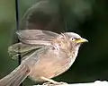 Jungle babbler about to take off.