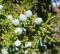 J. osteosperma leaves, female and male cones