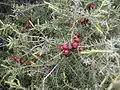 Leaves and mature cones, Spain