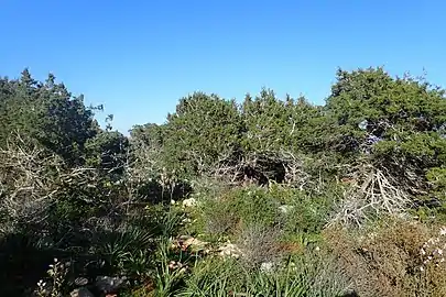 In maquis shrubland habitat