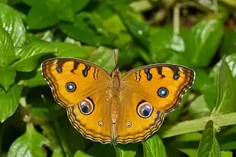 Dorsal view