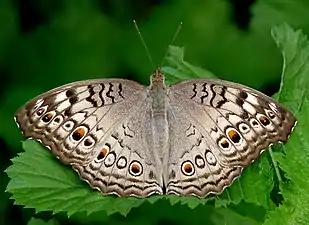 Dorsal view