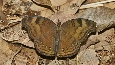 Dorsal view