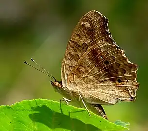 Junonia lemonias basking under the sun