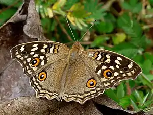 Dry-season form, upperside