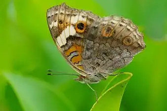 Ventral view (female)