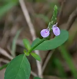 Justicia procumbens var. simplex near Talakona Forest, in Chittoor District