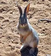 Juvenile cottontail standing in anticipation of food