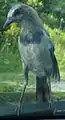 Juvenile beginning to develop blue coloration on its head