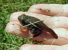 Young frog with a stumpy tail, metamorphosis nearly complete