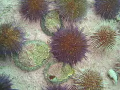 Juvenile abalone and Urchins at A-Frame