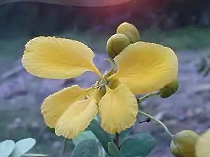 K.Pudur Village Avaram Senna